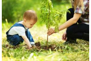 arbre naissance bébé et enfant à planter