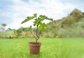 arbre pour le bapteme de bébé