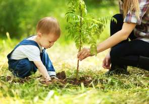 arbre naissance bébé et enfant à planter
